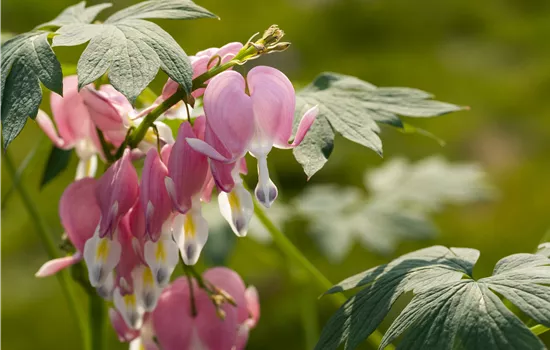 Dicentra spectabilis , T19