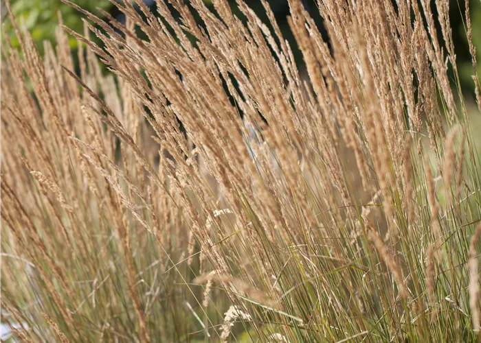 Calamagrostis x acutiflora 'Karl Foerster' Calamagrostis x acutiflora 'Karl Foerster'