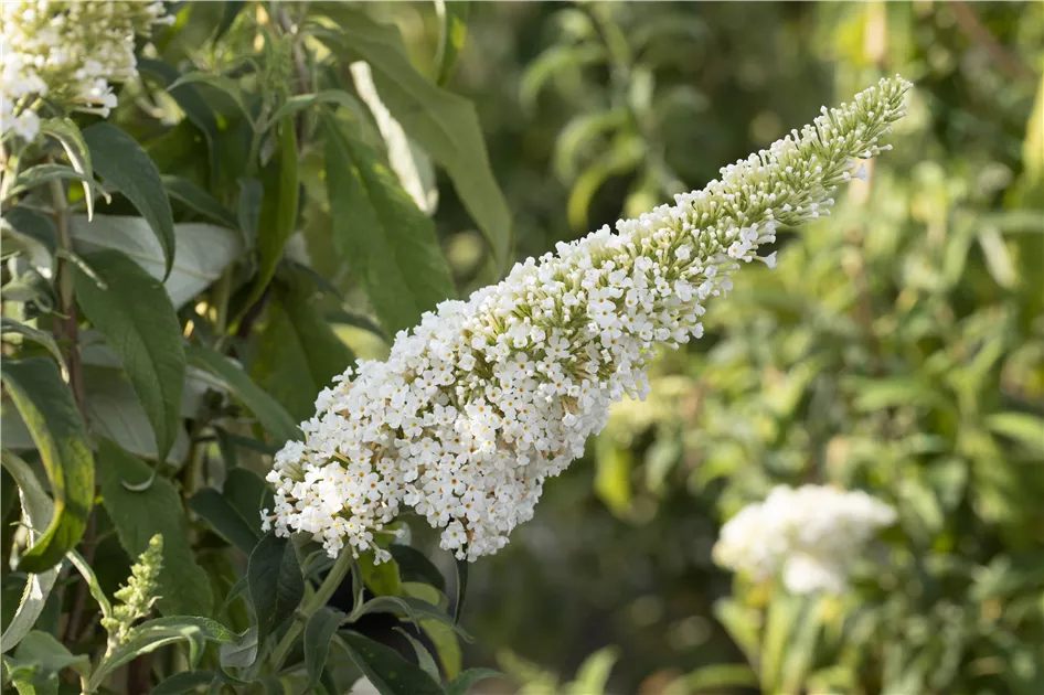 Buddleja davidii 'Peace'