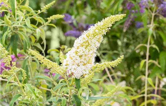 Buddleja davidii 'Peace'