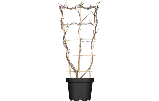 Wisteria frutescens Amethyst Falls Wisteria frutescens Amethyst Falls