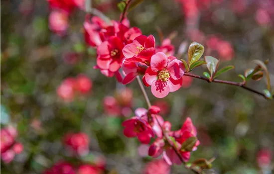 Chaenomeles speciosa 'Pink Storm' -R-