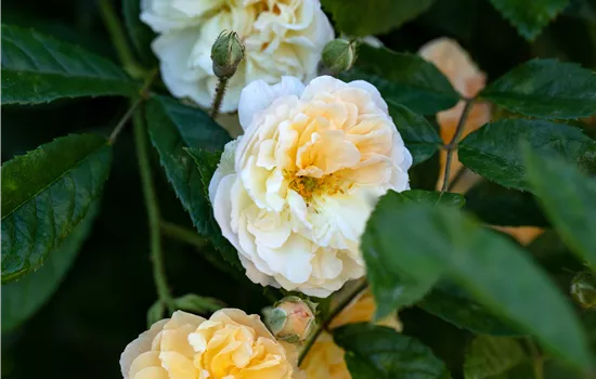 Rosa 'Ghislaine de Feligonde' STR