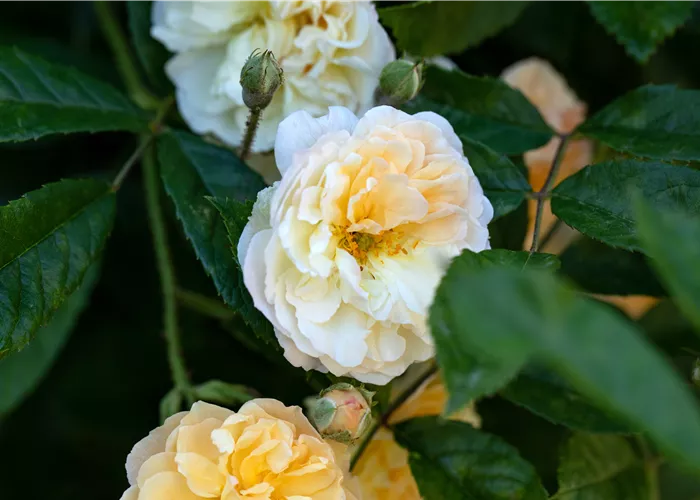 Rosa 'Ghislaine de Feligonde' STR Rosa 'Ghislaine de Feligonde' STR