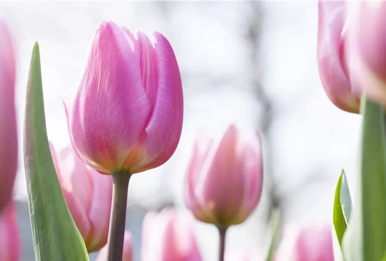 Tulipa 'Aafke' Tulipa 'Aafke'