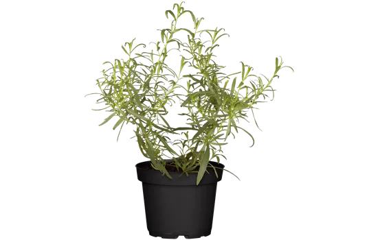 Artemisia dranunculus pfefferkorn Artemisia dranunculus pfefferkorn