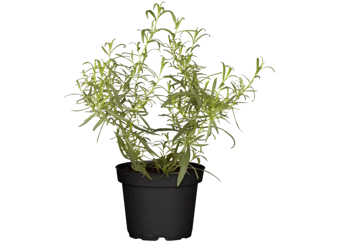 Artemisia dranunculus pfefferkorn Artemisia dranunculus pfefferkorn