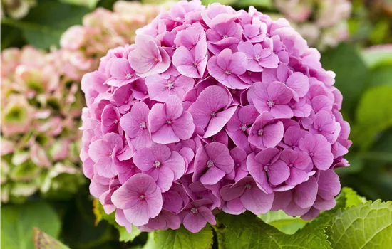 Hydrangea macr. Mix Hydrangea macr. Mix