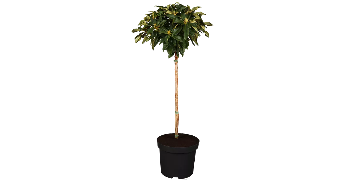 sansevieria fasciata Sansevieria l Snake plant