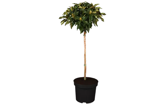 Rhododendron yakushimanum Golden Torch