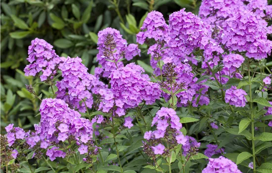 Phlox paniculata Mix