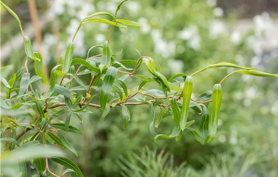 Salix 'Erythroflexuosa'