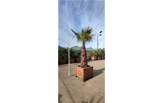 Washingtonia Washingtonia