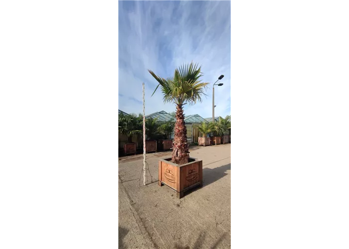 Washingtonia Washingtonia