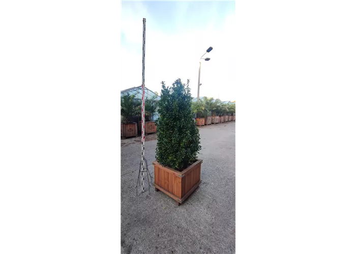 Ilex meserveae Ilex meserveae