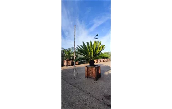 Cycas revoluta Cycas revoluta