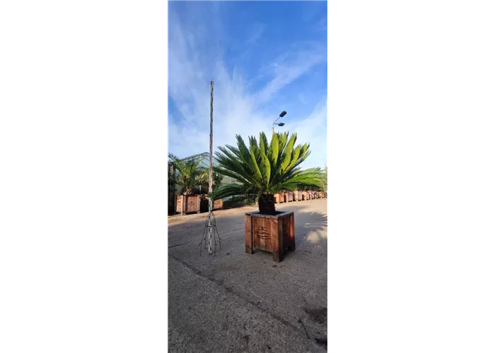 Cycas revoluta Cycas revoluta