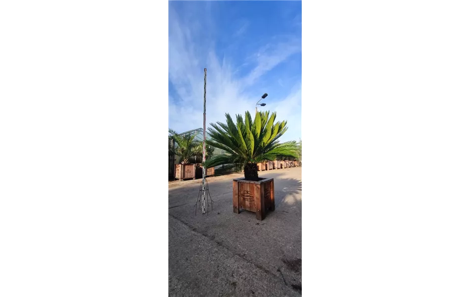 Cycas revoluta Cycas revoluta