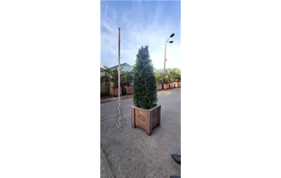 Thuja plicata 'Atrovirens' Thuja plicata 'Atrovirens'