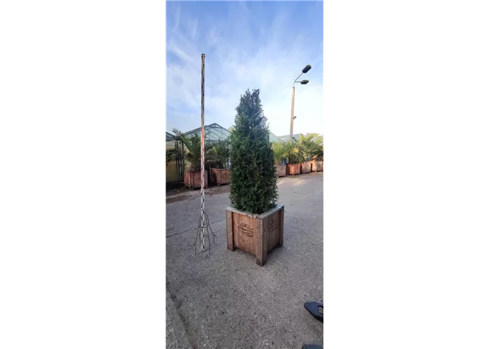 Thuja plicata 'Atrovirens' Thuja plicata 'Atrovirens'