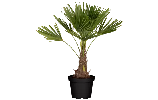 Trachycarpus fortunei Trachycarpus fortunei