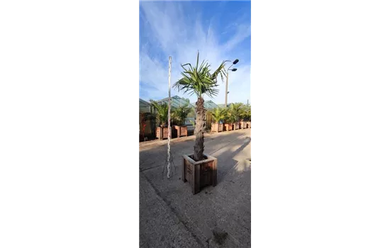 Trachycarpus fortunei Trachycarpus fortunei