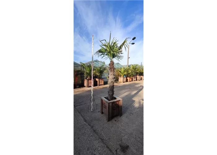 Trachycarpus fortunei Trachycarpus fortunei