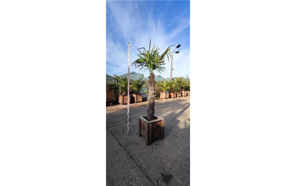 Trachycarpus fortunei Trachycarpus fortunei