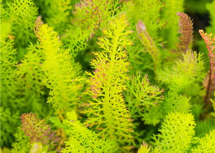 Achillea millefolium Achillea millefolium