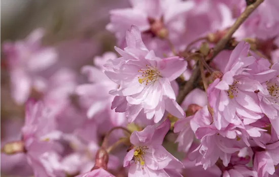 Prunus subhirtella 'Autumnalis' Prunus subhirtella 'Autumnalis'