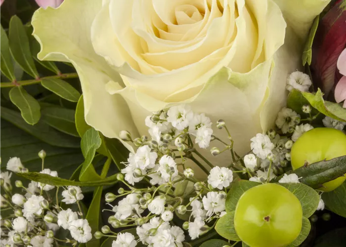 Gypsophila Summer Sparkles  Gypsophila Summer Sparkles