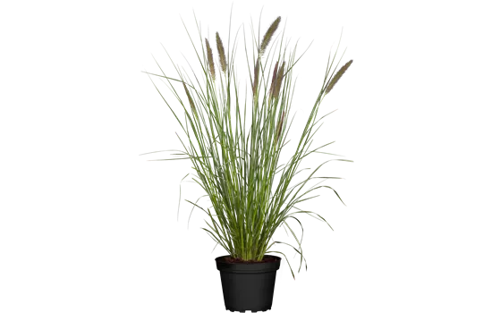 Pennisetum Pennstripe Kübel Pennisetum Pennstripe Kübel