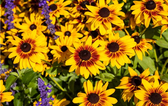 Rudbeckia SUNBECKIA Luna Kübel Rudbeckia SUNBECKIA Luna Kübel