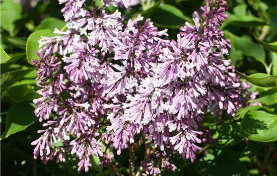 Syringa patula 'Miss Kim' Syringa patula 'Miss Kim'