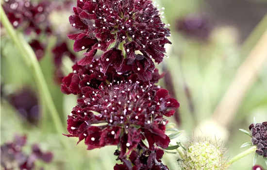 Scabiosa summer night 