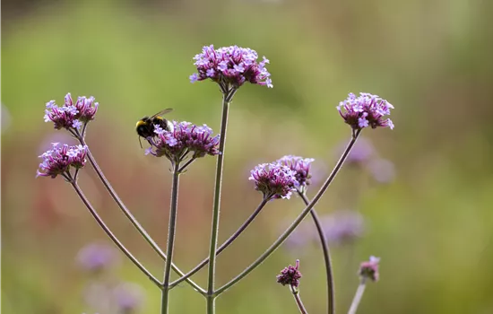 Verbena bon. purple tower