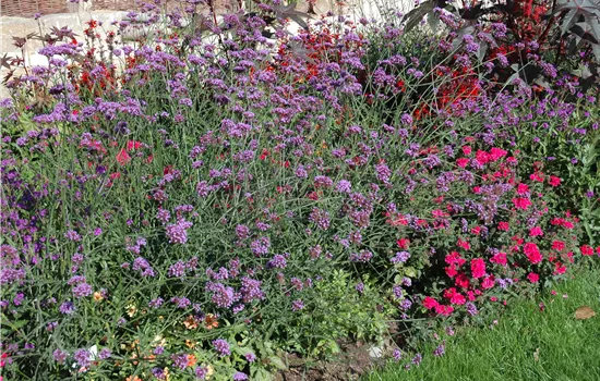 Verbena bon. purple tower Kübel
