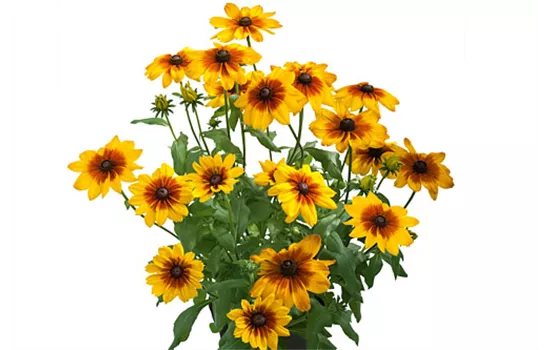 Rudbeckia SUNBECKIA Luna Rudbeckia SUNBECKIA Luna