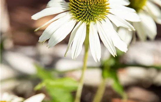 Echinacea sunmagic white  Echinacea sunmagic white