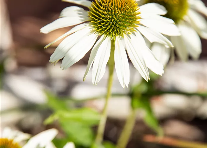 Echinacea sunmagic white  Echinacea sunmagic white