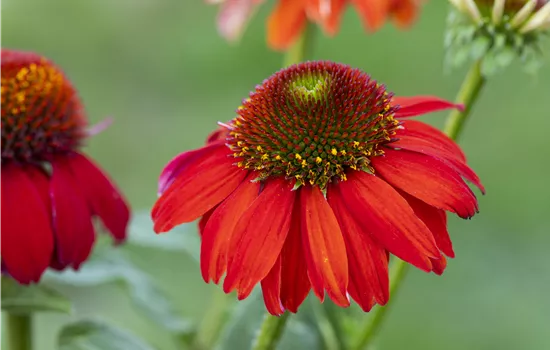 Echinacea sunmagic Red Echinacea sunmagic Red