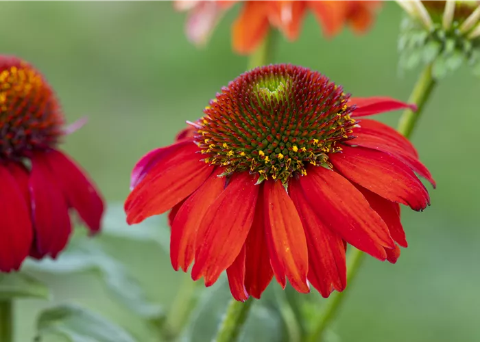Echinacea sunmagic Red Echinacea sunmagic Red