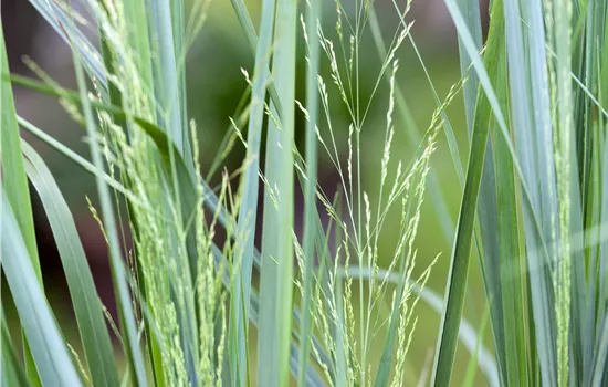 Panicum virg. northwind Panicum virg. northwind