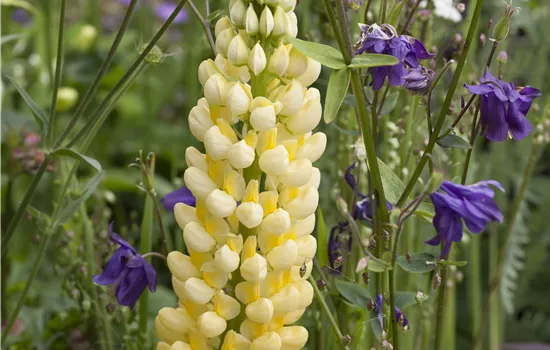 Lupinus poly. Mix