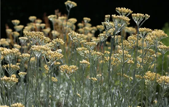 Currykraut  Currykraut