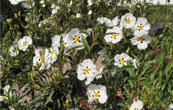 Cistus dansereaui Jenkyn Place