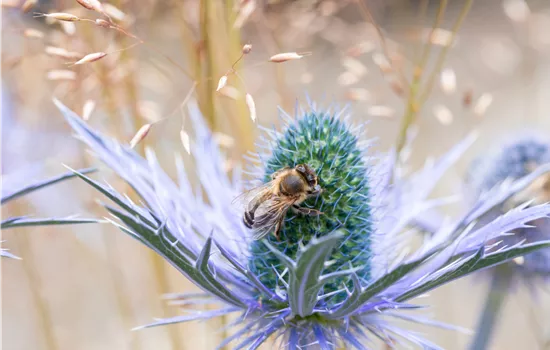 Eryngium planum