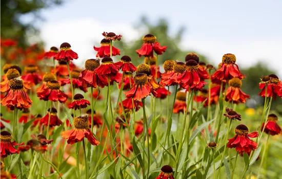 Helenium cultorum short n sassy