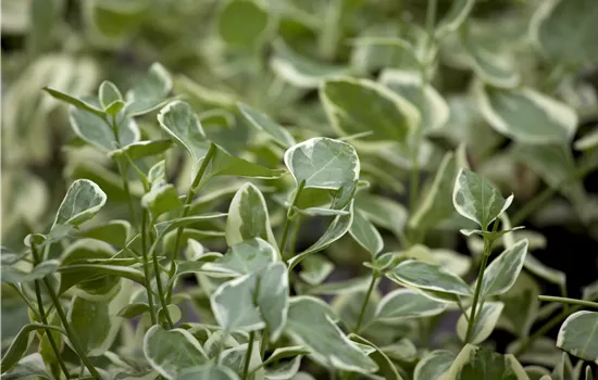 Vinca minor Ralph Shugard