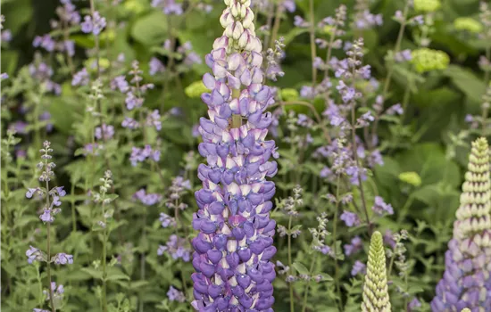 Lupinus polyphyllus Mix